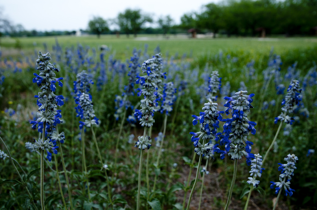 » Berry Springs Park & Preserve Andy's Ramblings