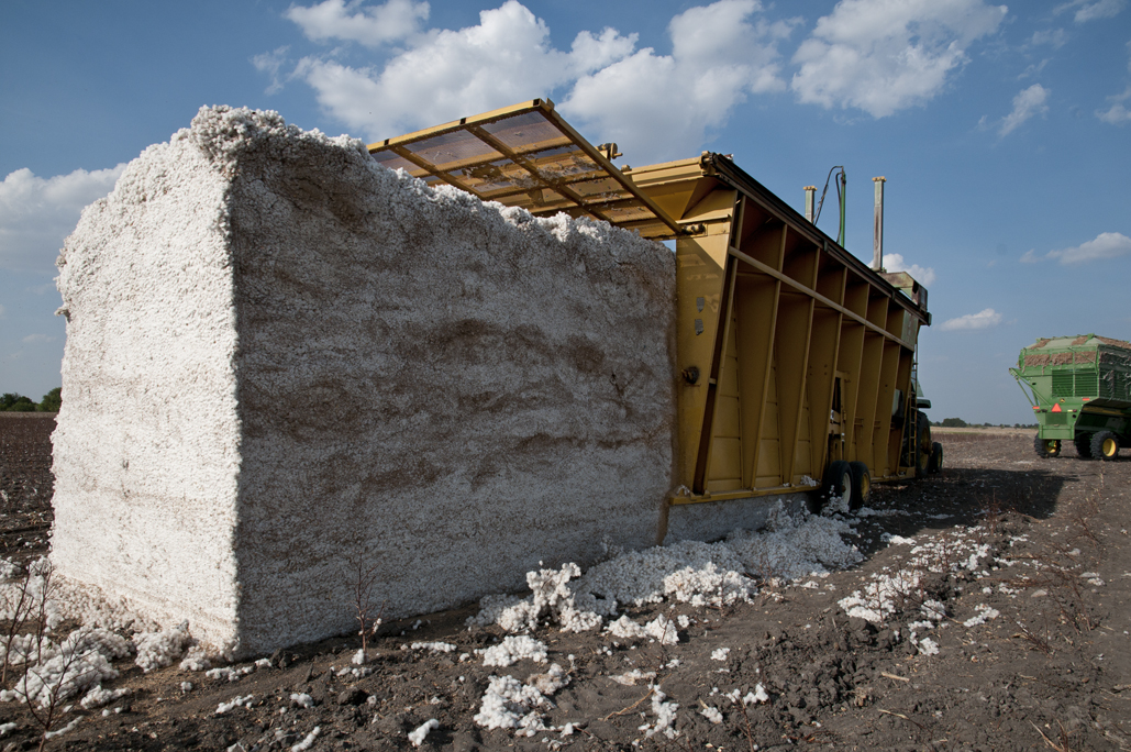 » Cotton Harvesting Time in Texas Andy's Ramblings