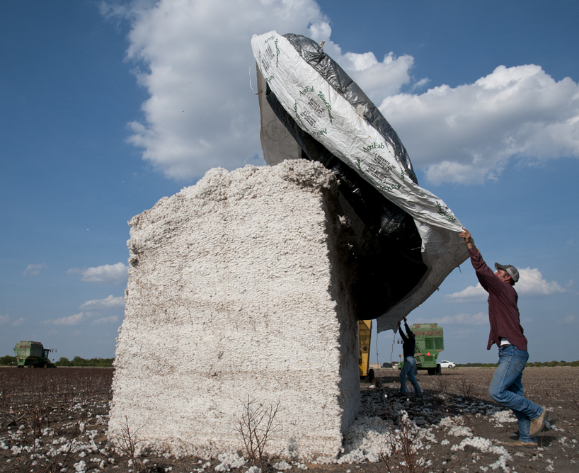 » Cotton Harvesting Time in Texas Andy's Ramblings