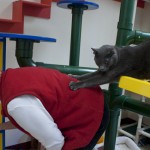 Georgetown Animal Shelter