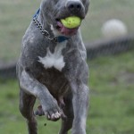 Georgetown Animal Shelter