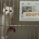 Georgetown Animal Shelter