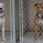 Georgetown Animal Shelter