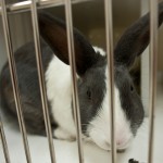 Georgetown Animal Shelter