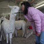 Alpacas