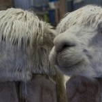 Alpacas