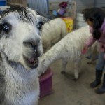 Alpacas