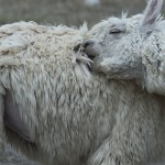 Alpacas