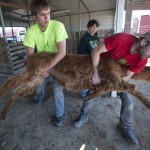 Alpacas