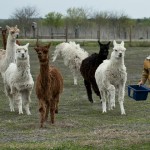 Alpacas
