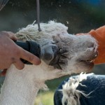Alpacas