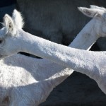 Alpacas