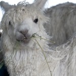 Alpacas