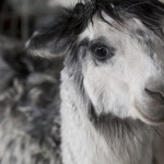 Alpacas