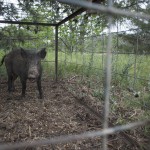 Wild Hog Hunter