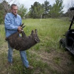 Wild Hog Hunter