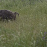 Wild Hog Hunter