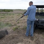 Wild Hog Hunter