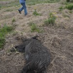 Wild Hog Hunter