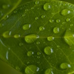 Raindrops on plants