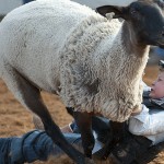 Georgetown Rodeo
