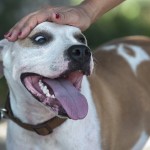 Free Pet Adoptions