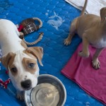 Free Pet Adoptions