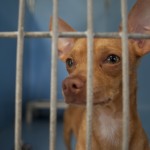 Free Pet Adoptions