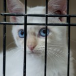 Free Pet Adoptions