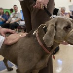 Blessing of the Animals