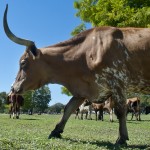 Chisholm Trail Day