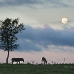 Donkeys & Moon
