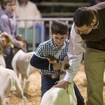 Livestock Show