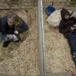 Livestock Show
