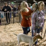 Livestock Show
