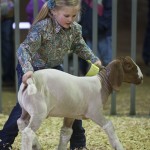 Livestock Show