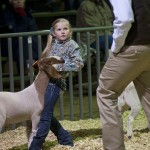 Livestock Show