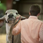Livestock Show