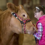Livestock Show