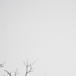Bald Eagles
