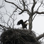 Bald Eagles