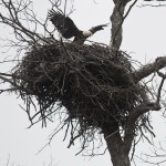 Bald Eagles