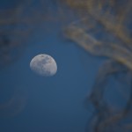Berry Springs Park Owl
