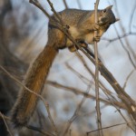 Berry Springs Park Owl