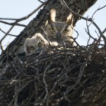 Berry Springs Park Owl