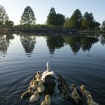 2014 Ducklings