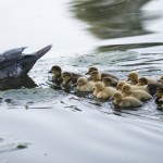 2014 Ducklings