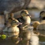2014 Ducklings