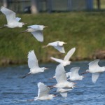 Birds at Murphy Park