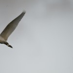 Birds at Murphy Park